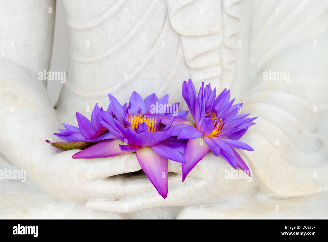 Frische Rauchfang Sterne Seerose oder Sterne Lotusblüten in Buddha Bild Hand Stockfoto