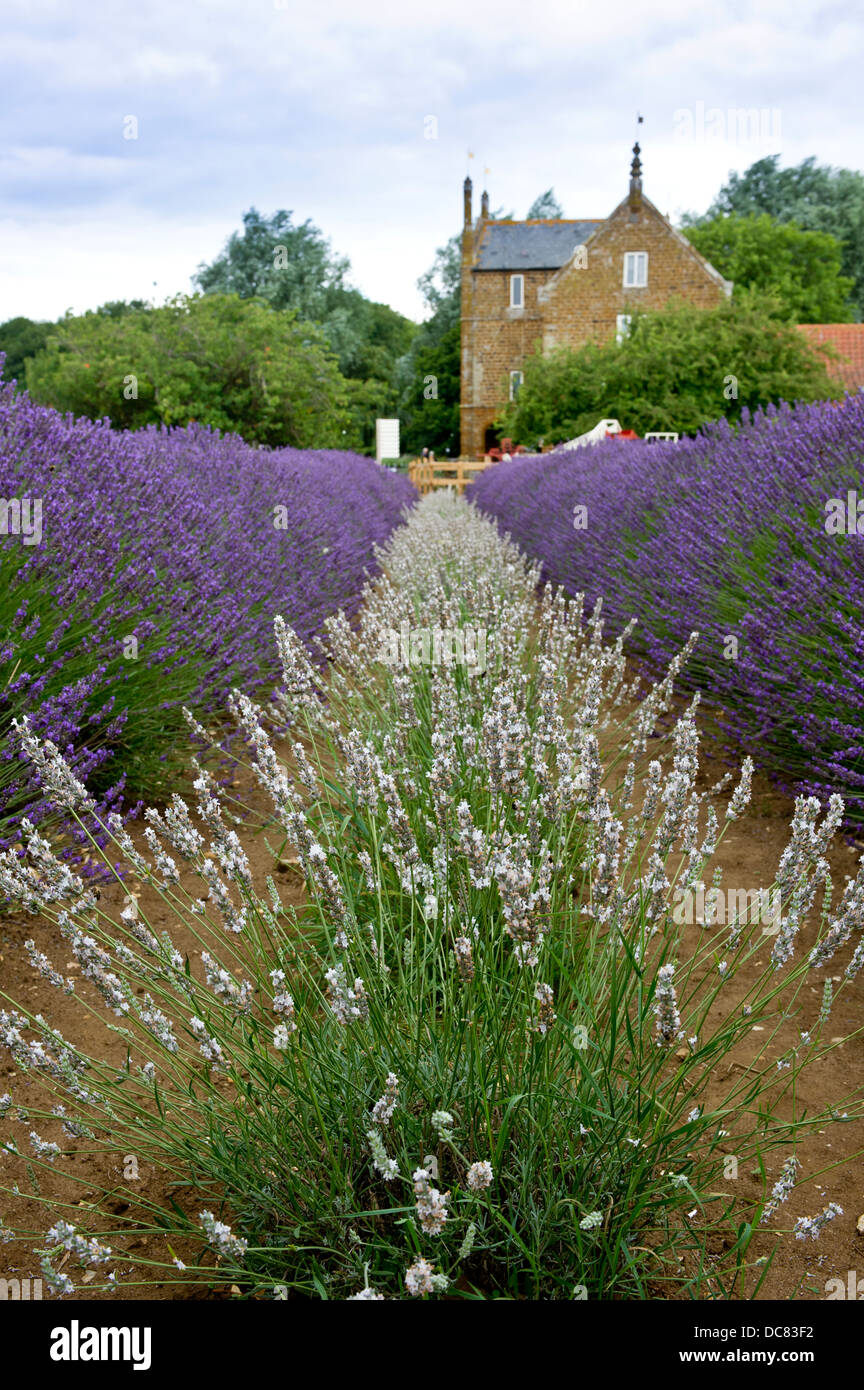 Lavendelfelder in Norfolk, England. Ort zum genießen die Lavendelfelder, die nationalen Lavendel-Sammlung zu sehen. Stockfoto