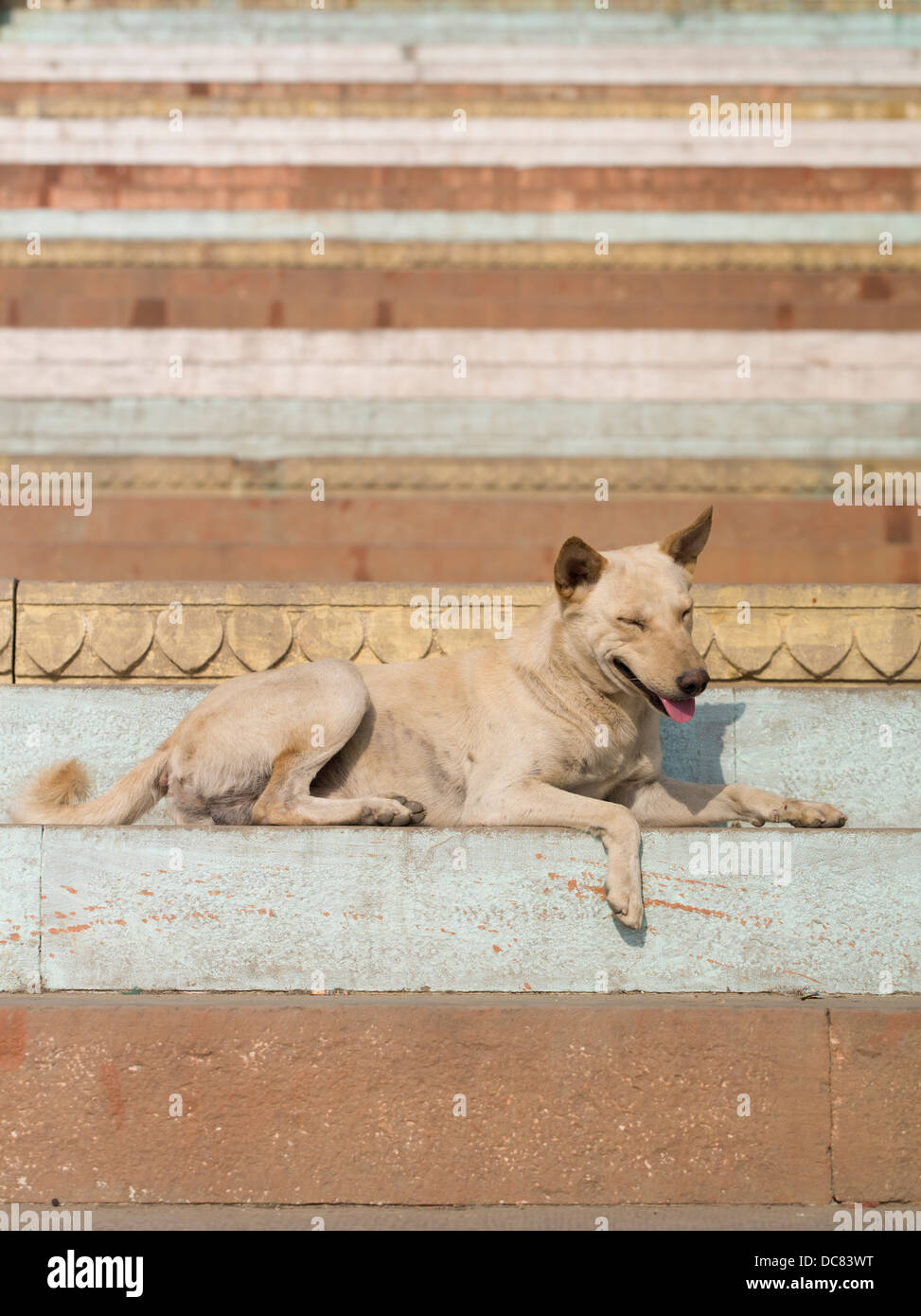 Hund zu bleiben. Leben am Ufer des Flusses Ganges - Varanasi, Indien Stockfoto