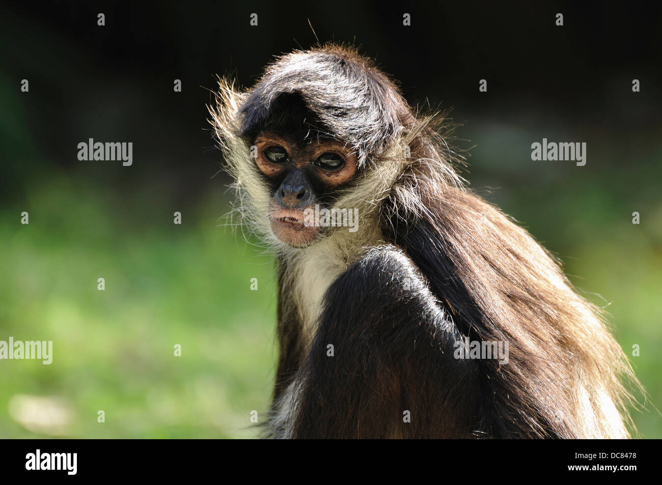 Geoffroy Klammeraffe (Ateles Geoffroyi), auch bekannt als Black-handed Klammeraffe Stockfoto