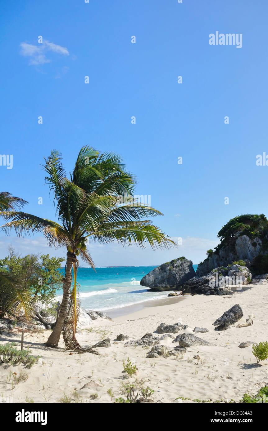 Idyllische White Sand Strand mit Palme auf das Karibische Meer, Riviera Maya, Quintana Roo, Mexiko Stockfoto