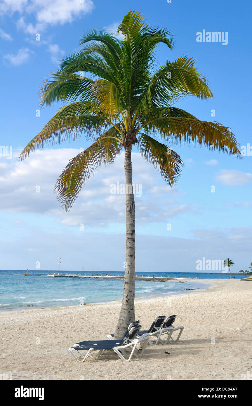Strand in Mexiko - Strandkörbe unter Palme auf Quintana Roo Tropical Beach auf der Yucatan Halbinsel, Mexiko Stockfoto