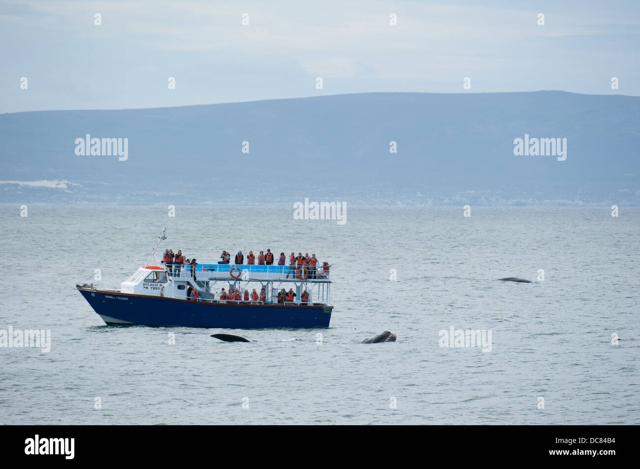 Whale watching Boot neben einem Wal, Hermanus, Western Cape, Südafrika Stockfoto