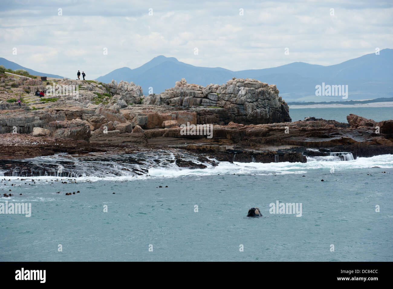 Südlichen Glattwal (Eubalaena Australis), Hermanus, Western Cape, Südafrika Stockfoto