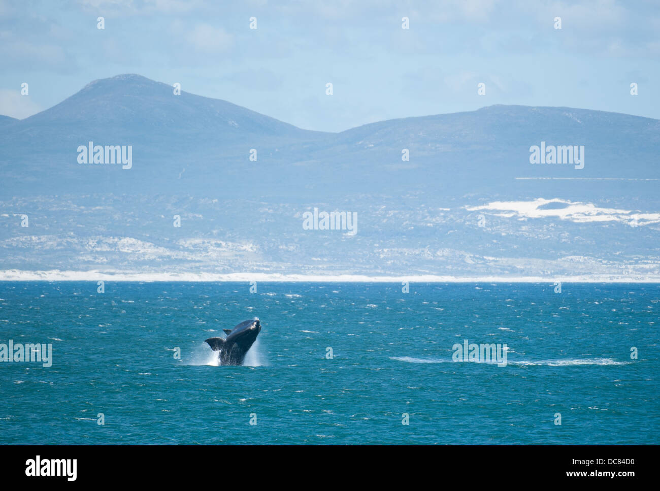 Südlichen Glattwal (Eubalaena Australis), Hermanus, Western Cape, Südafrika Stockfoto