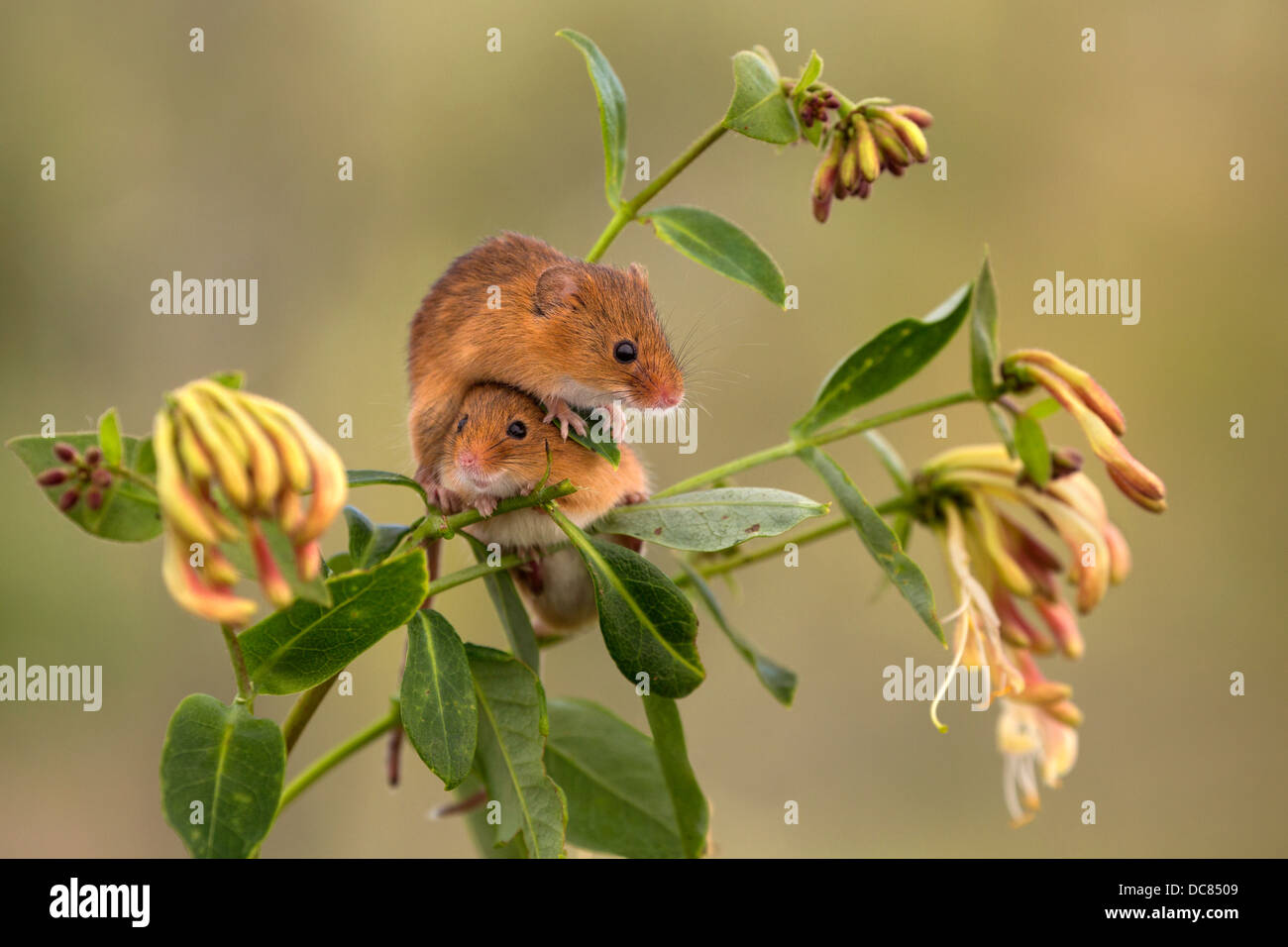 Ernte-Mäuse Stockfoto