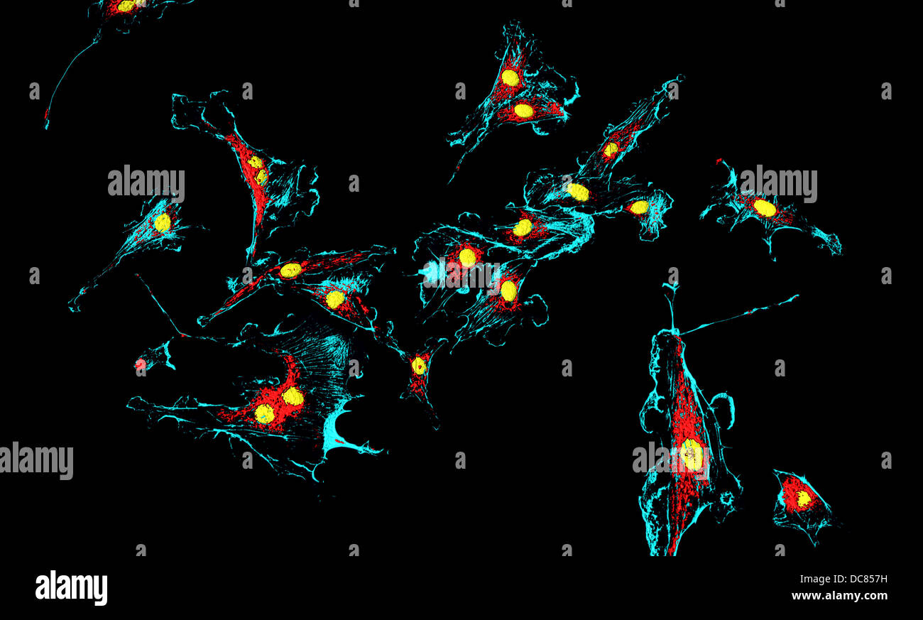 Kerne (gelb) in Fibroblastenzellen beschäftigt (blau) und Mitochondrien (rot) Stockfoto