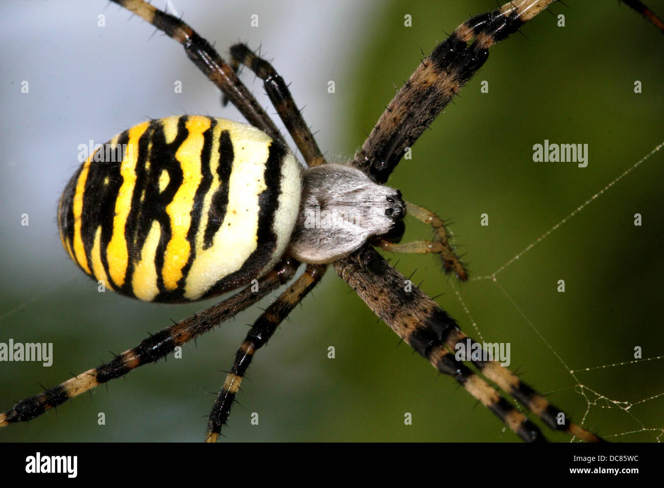 Nahaufnahme von einer enormen weiblichen Wespe Spider (Argiope Bruennichi) in ihrem Netz Stockfoto