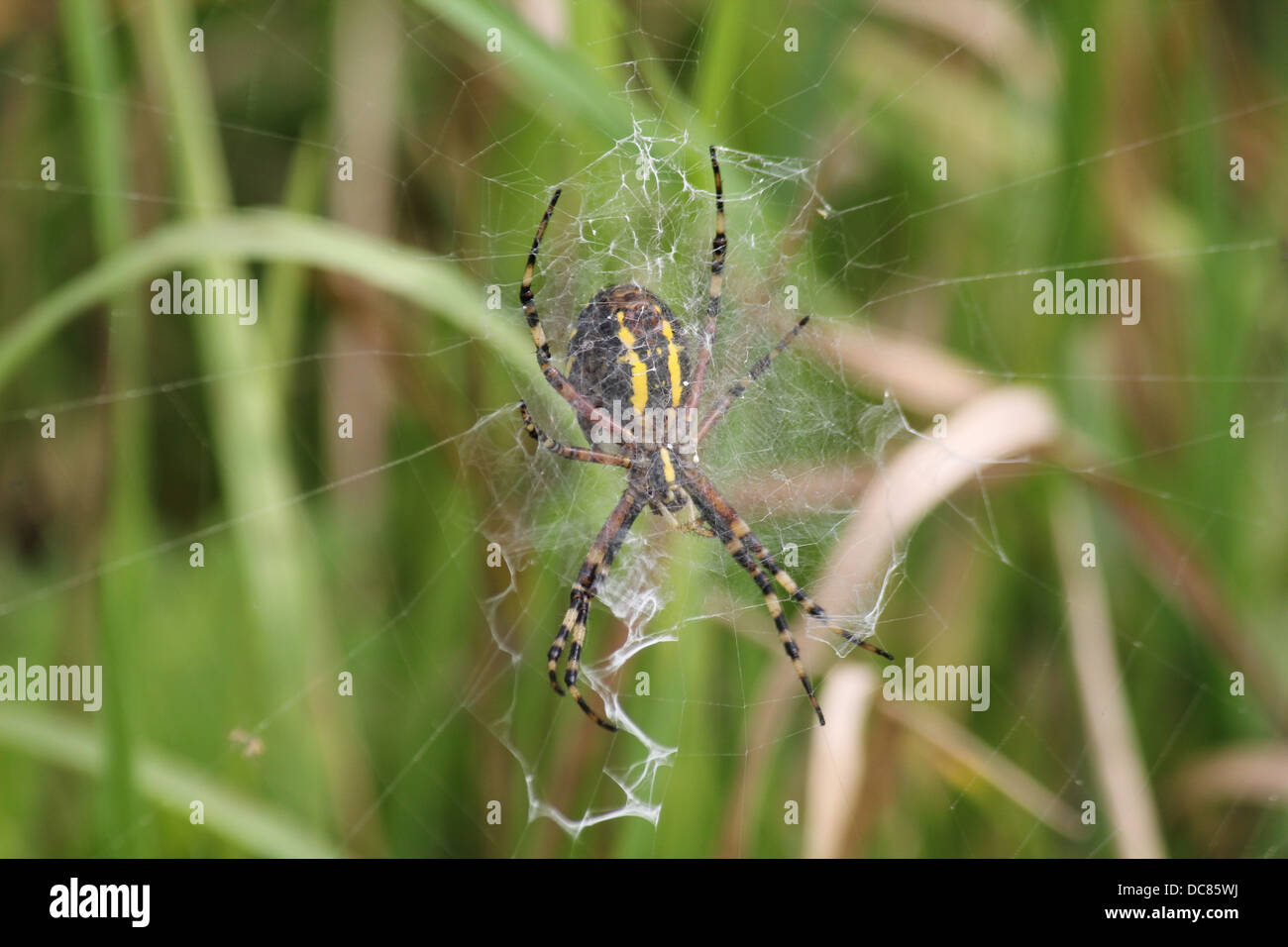 Nahaufnahme von einer enormen weiblichen Wespe Spider (Argiope Bruennichi) in ihrem Netz Stockfoto