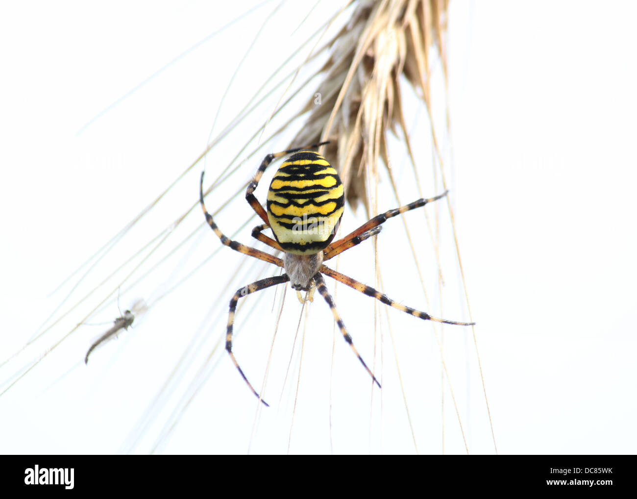 Nahaufnahme von einer enormen weiblichen Wespe Spider (Argiope Bruennichi) in ihrem Netz Stockfoto