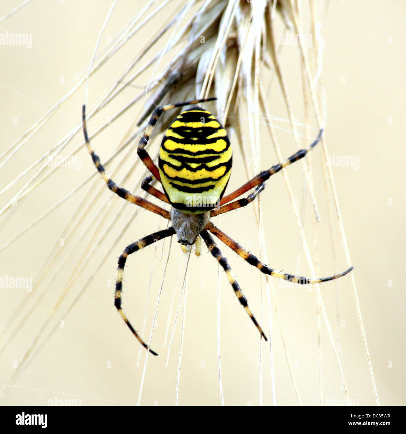 Nahaufnahme von einer enormen weiblichen Wespe Spider (Argiope Bruennichi) in ihrem Netz Stockfoto