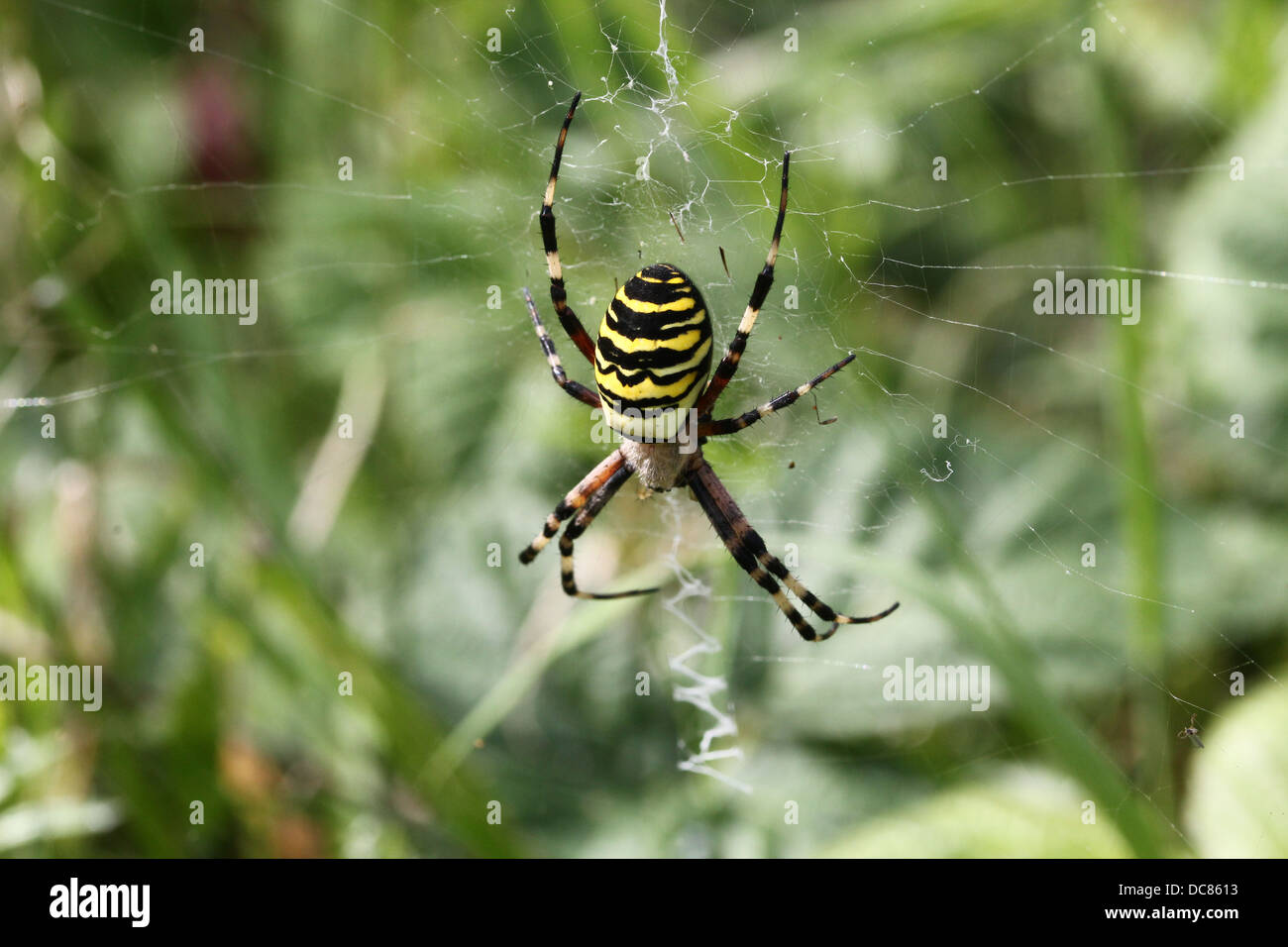 Nahaufnahme von einer enormen weiblichen Wespe Spider (Argiope Bruennichi) in ihrem Netz Stockfoto