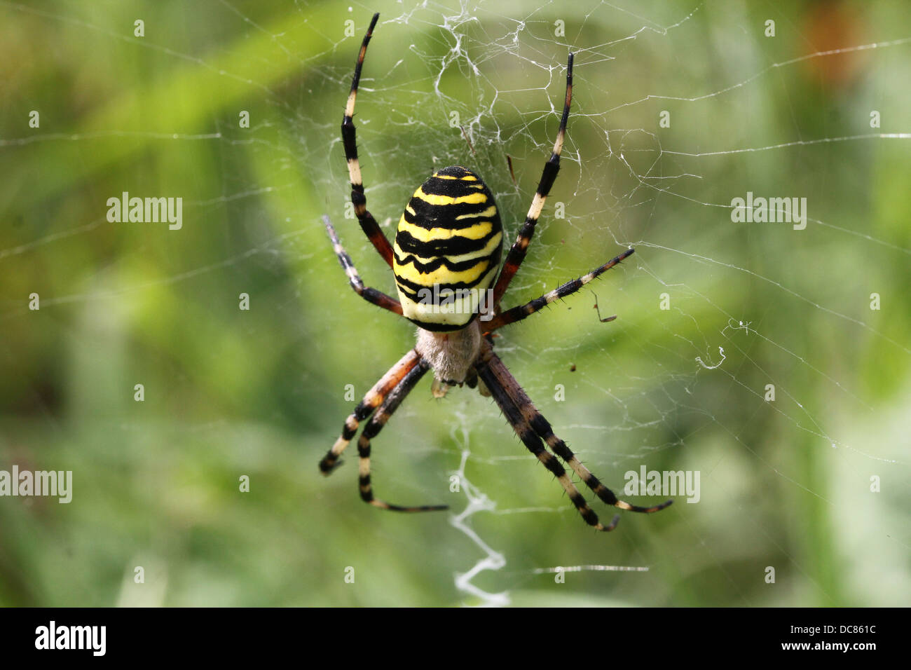 Nahaufnahme von einer enormen weiblichen Wespe Spider (Argiope Bruennichi) in ihrem Netz Stockfoto