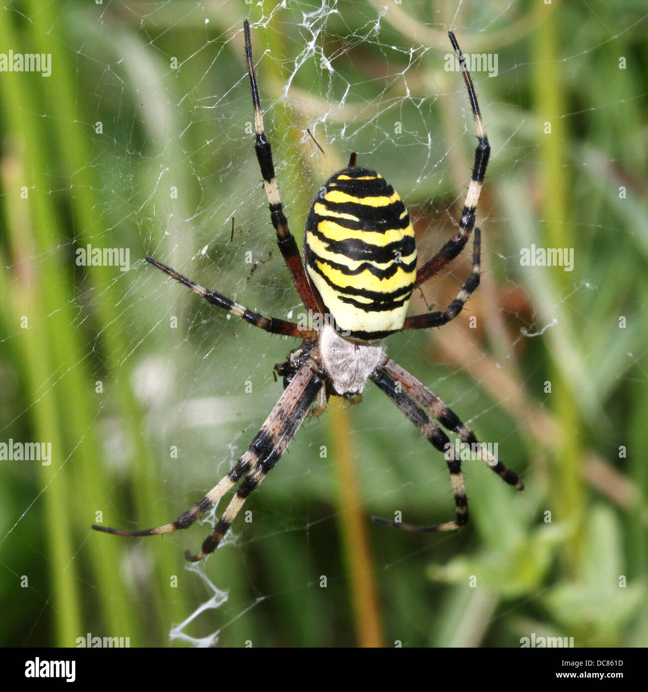 Nahaufnahme von einer enormen weiblichen Wespe Spider (Argiope Bruennichi) in ihrem Netz Stockfoto