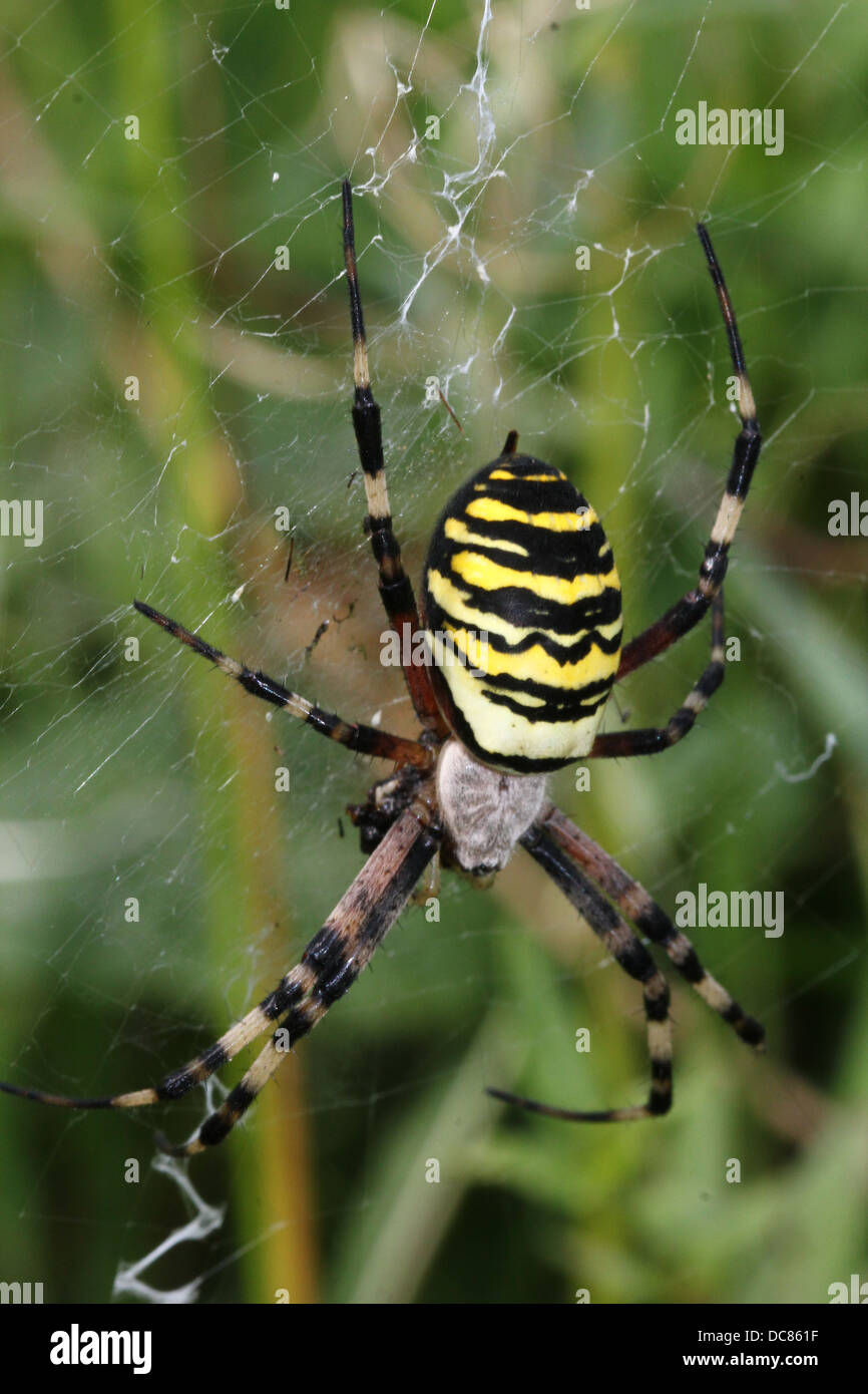 Nahaufnahme von einer enormen weiblichen Wespe Spider (Argiope Bruennichi) in ihrem Netz Stockfoto