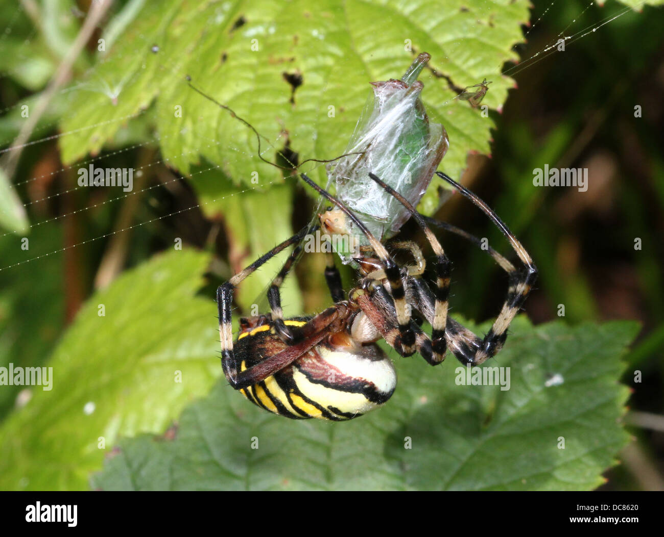 Nahaufnahme von einer enormen weiblichen Wespe Spider (Argiope Bruennichi) in ihrem Netz und fangen eine glücklose Heuschrecke Stockfoto