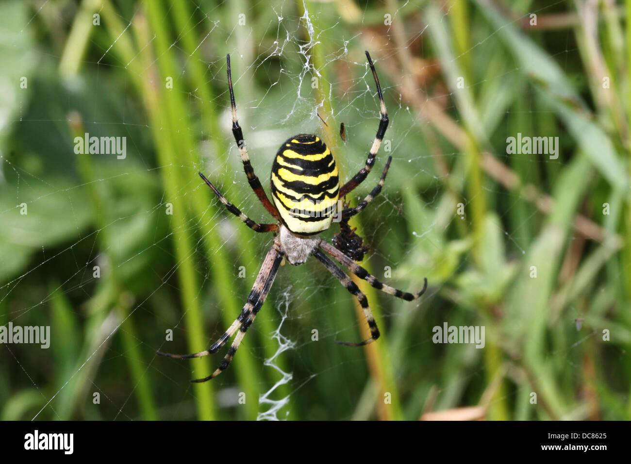 Nahaufnahme von einer enormen weiblichen Wespe Spider (Argiope Bruennichi) in ihrem Netz Stockfoto