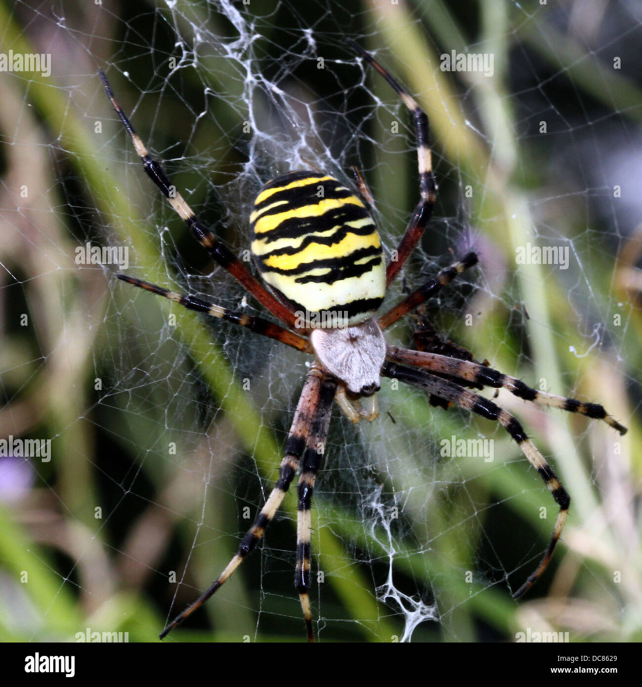 Nahaufnahme von einer enormen weiblichen Wespe Spider (Argiope Bruennichi) in ihrem Netz Stockfoto