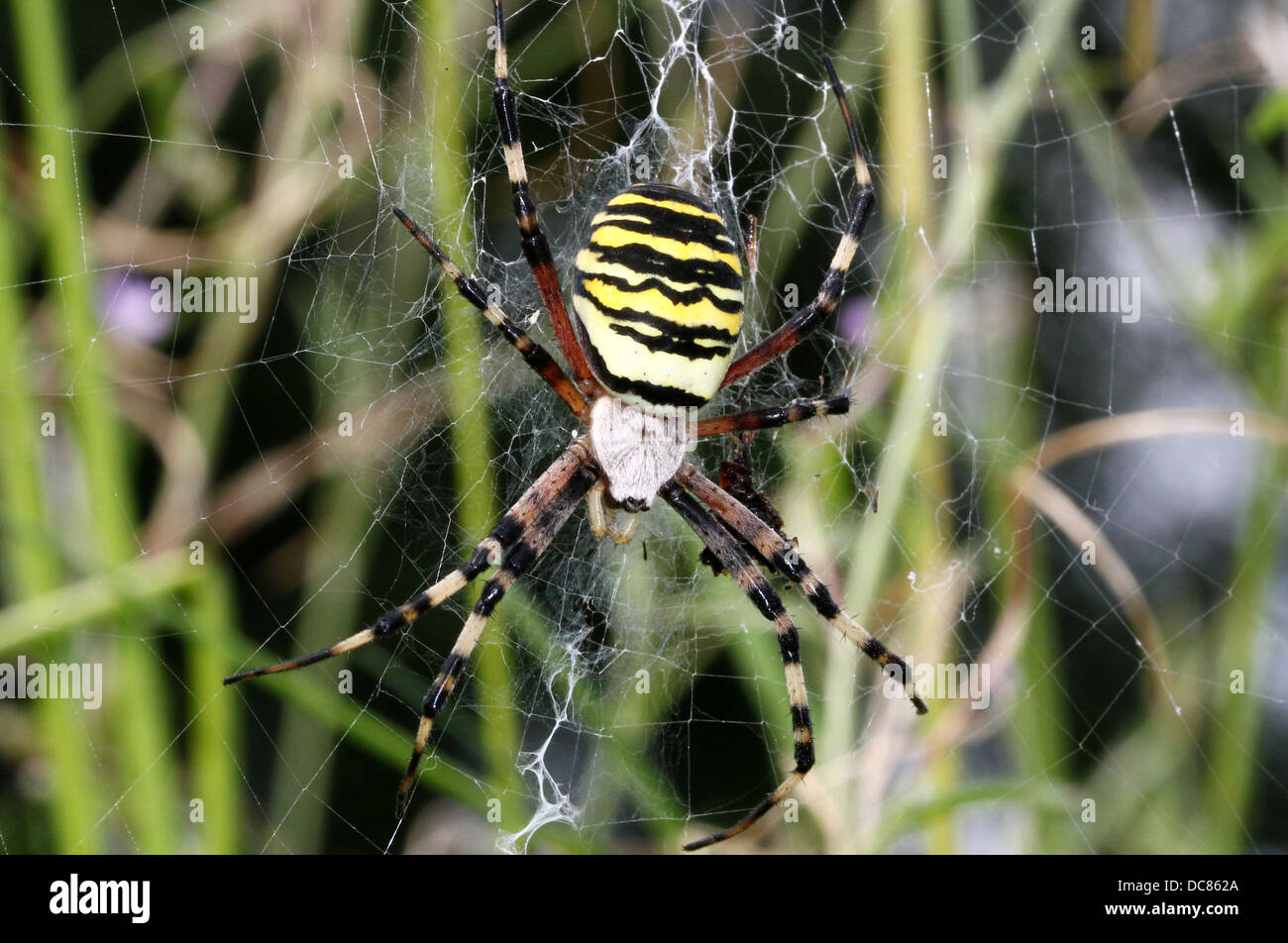 Nahaufnahme von einer enormen weiblichen Wespe Spider (Argiope Bruennichi) in ihrem Netz Stockfoto