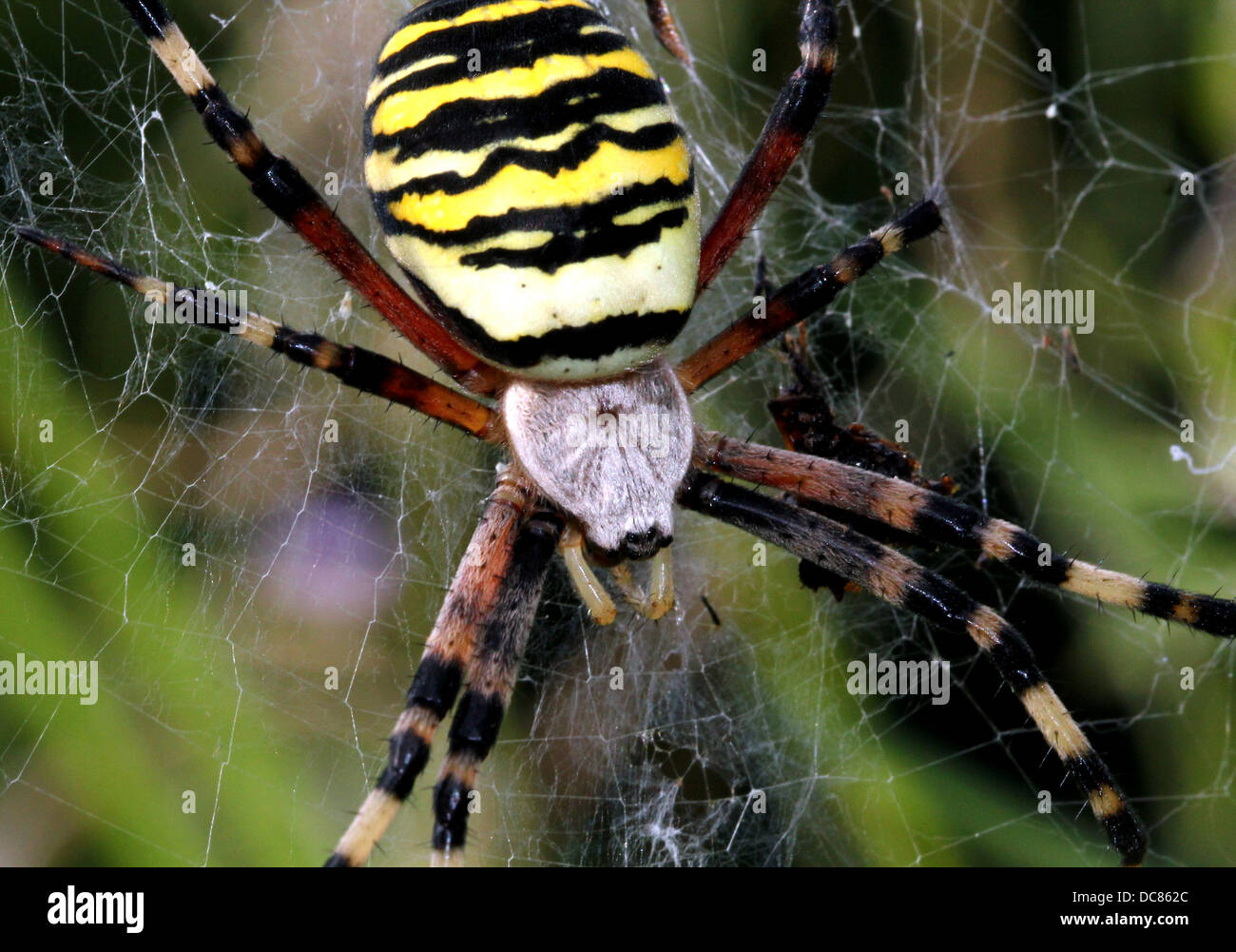 Nahaufnahme von einer enormen weiblichen Wespe Spider (Argiope Bruennichi) in ihrem Netz Stockfoto