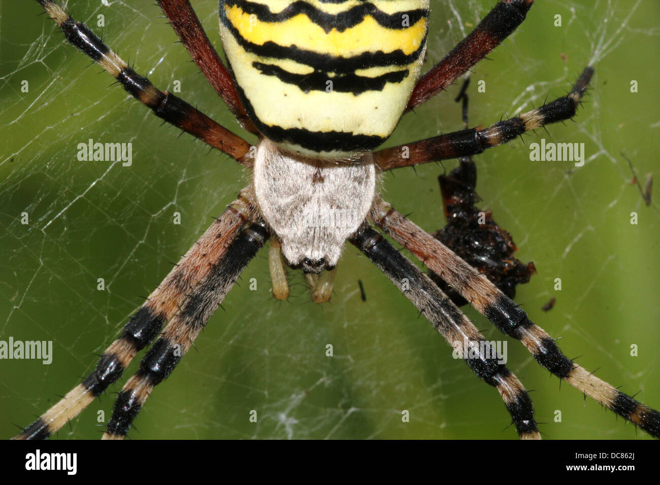 Nahaufnahme von einer enormen weiblichen Wespe Spider (Argiope Bruennichi) in ihrem Netz Stockfoto