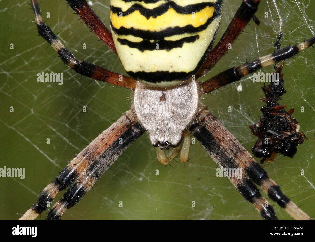 Nahaufnahme von einer enormen weiblichen Wespe Spider (Argiope Bruennichi) in ihrem Netz Stockfoto