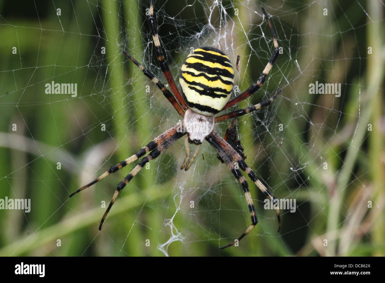 Nahaufnahme von einer enormen weiblichen Wespe Spider (Argiope Bruennichi) in ihrem Netz Stockfoto
