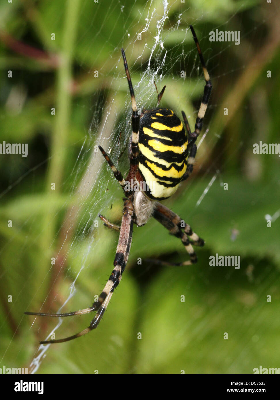 Nahaufnahme von einer enormen weiblichen Wespe Spider (Argiope Bruennichi) in ihrem Netz Stockfoto