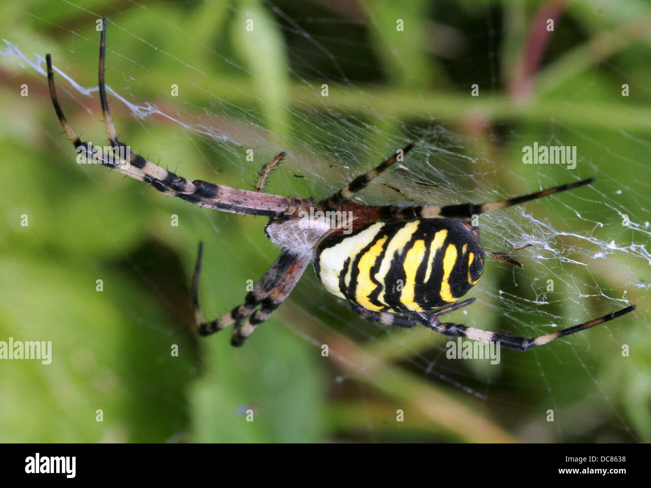 Nahaufnahme von einer enormen weiblichen Wespe Spider (Argiope Bruennichi) in ihrem Netz Stockfoto