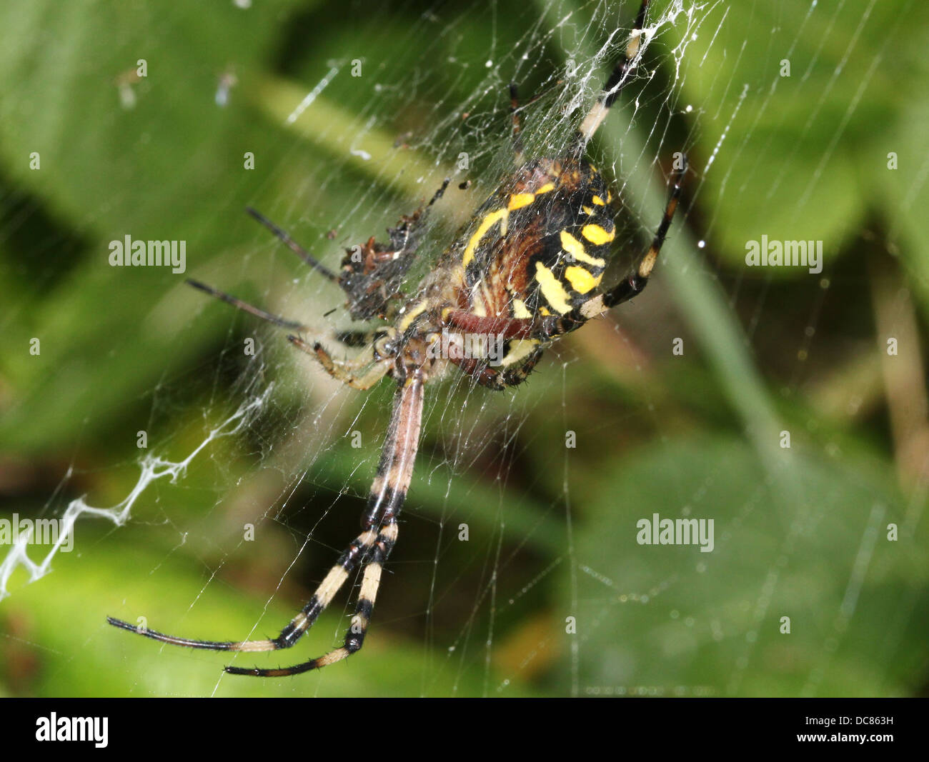 Nahaufnahme von einer enormen weiblichen Wespe Spider (Argiope Bruennichi) in ihrem Netz Stockfoto