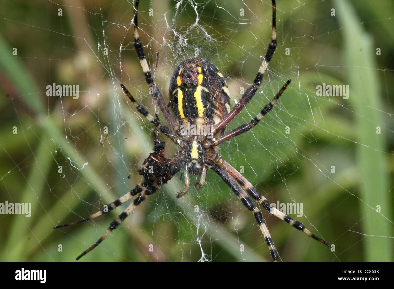 Nahaufnahme von einer enormen weiblichen Wespe Spider (Argiope Bruennichi) in ihrem Netz Stockfoto