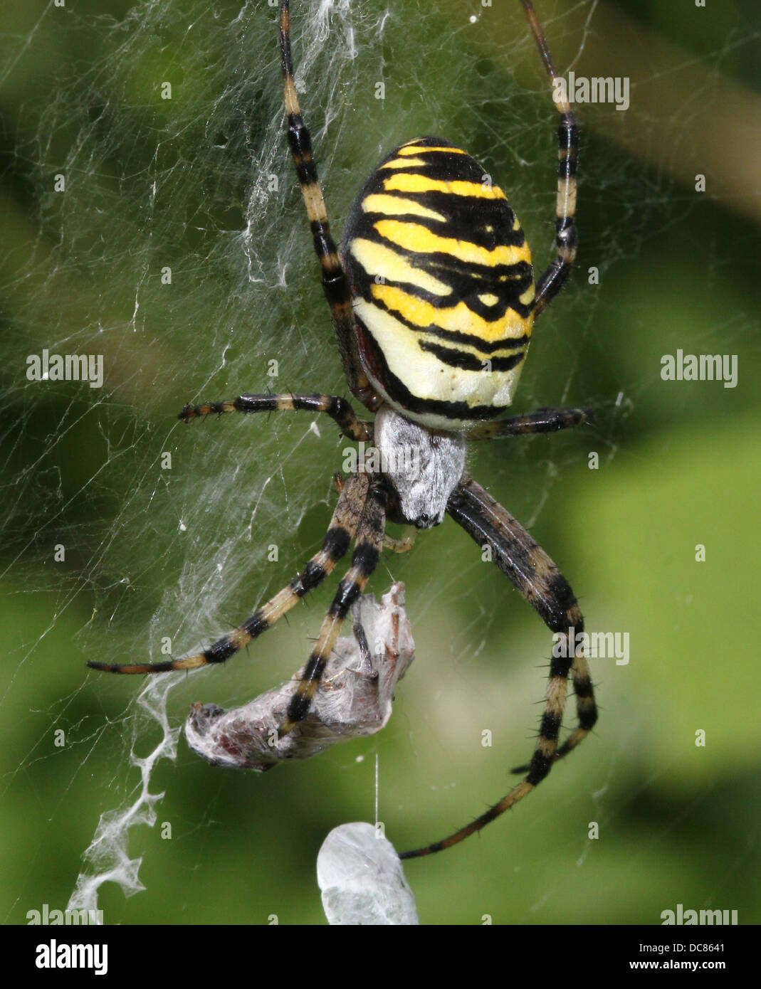 Nahaufnahme von einer enormen weiblichen Wespe Spider (Argiope Bruennichi) in ihrem Netz und fangen eine glücklose Heuschrecke Stockfoto