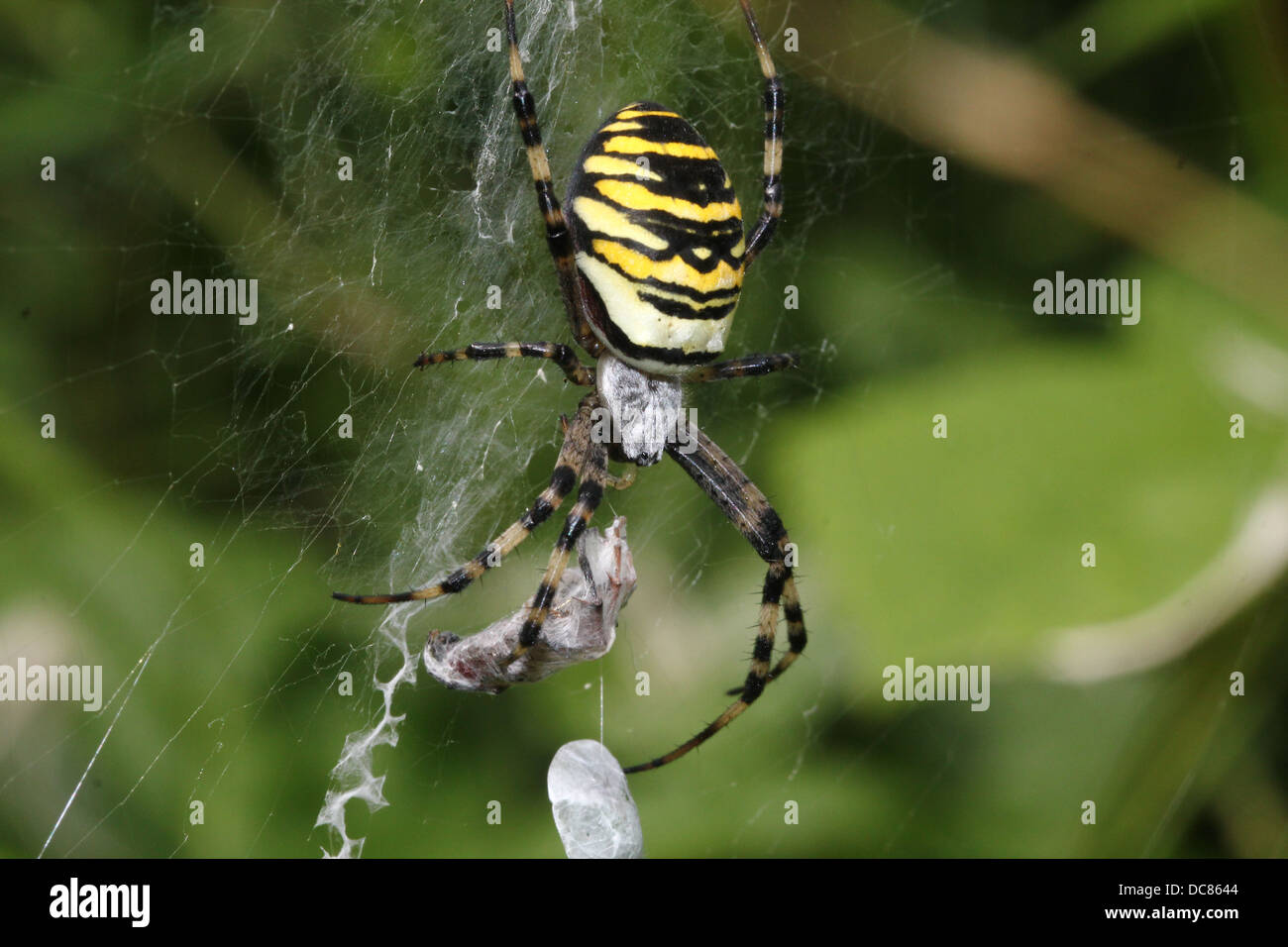 Nahaufnahme von einer enormen weiblichen Wespe Spider (Argiope Bruennichi) in ihrem Netz und fangen eine glücklose Heuschrecke Stockfoto