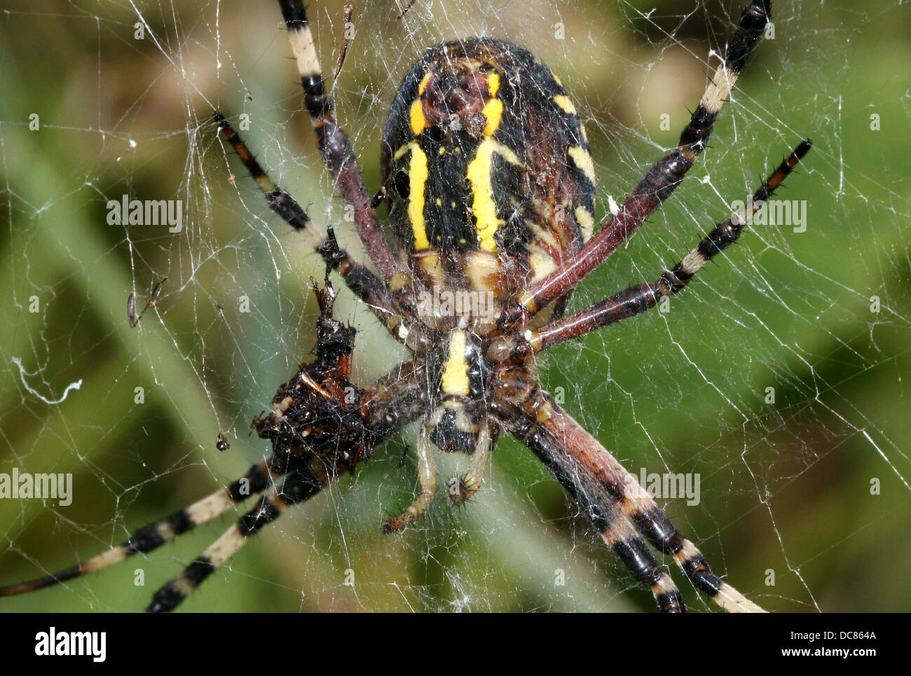 Nahaufnahme von einer enormen weiblichen Wespe Spider (Argiope Bruennichi) in ihrem Netz Stockfoto
