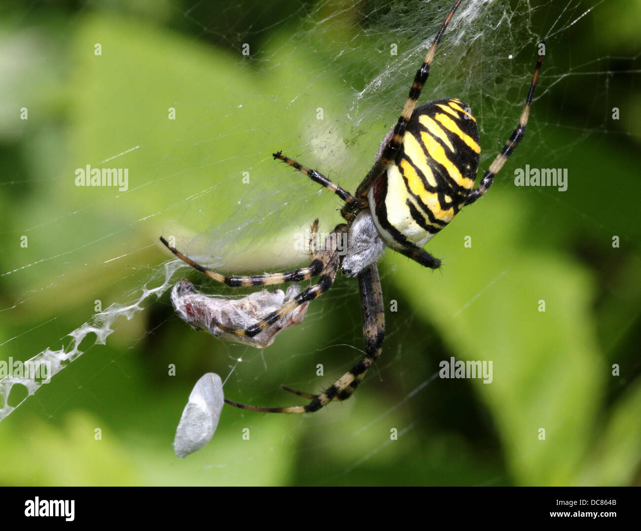 Nahaufnahme von einer enormen weiblichen Wespe Spider (Argiope Bruennichi) in ihrem Netz und fangen eine glücklose Heuschrecke Stockfoto