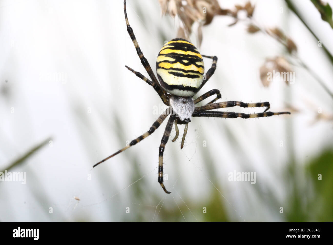 Nahaufnahme von einer enormen weiblichen Wespe Spider (Argiope Bruennichi) in ihrem Netz Stockfoto