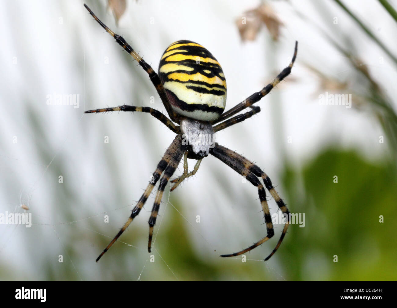 Nahaufnahme von einer enormen weiblichen Wespe Spider (Argiope Bruennichi) in ihrem Netz Stockfoto