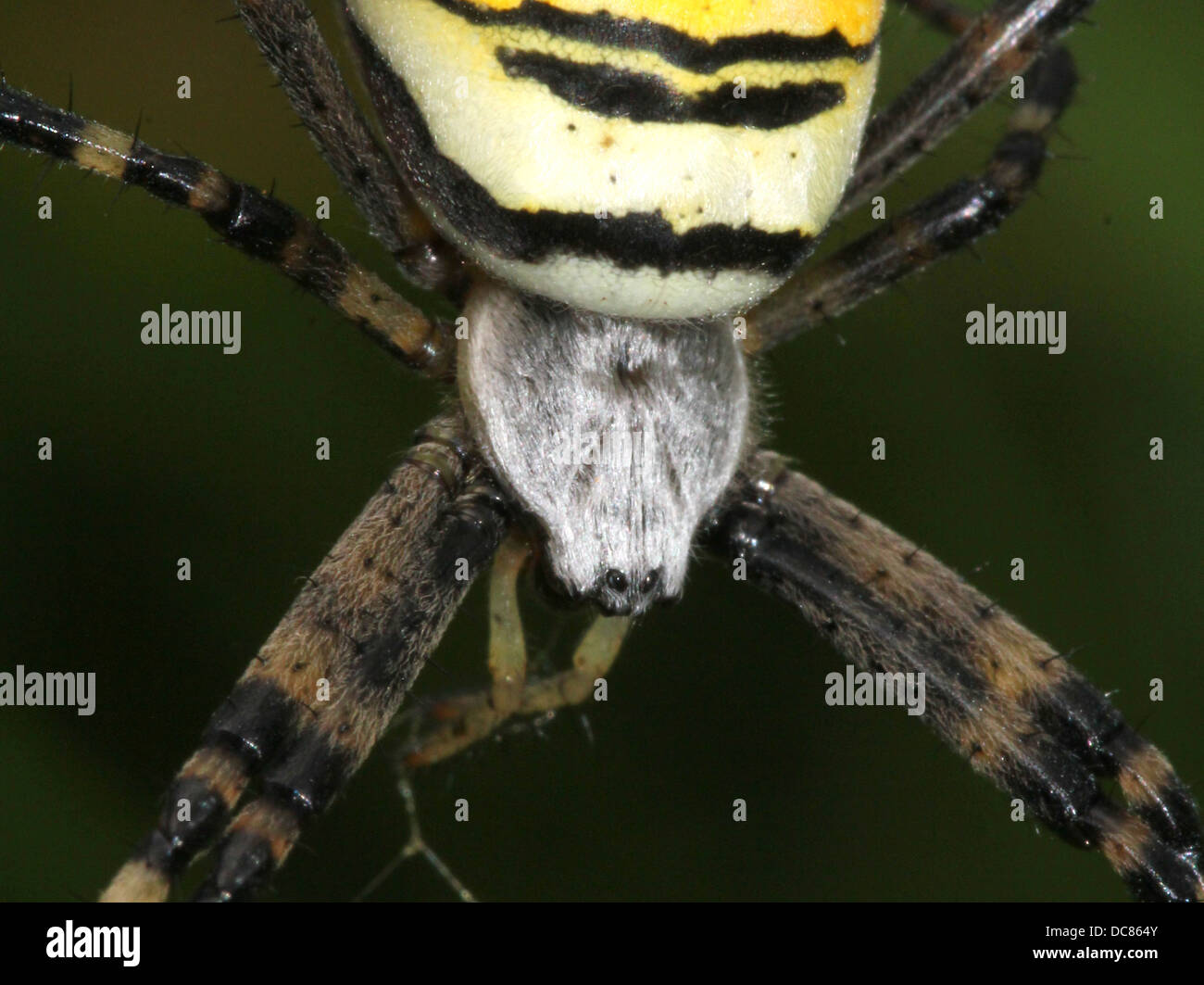 Nahaufnahme von einer enormen weiblichen Wespe Spider (Argiope Bruennichi) in ihrem Netz Stockfoto