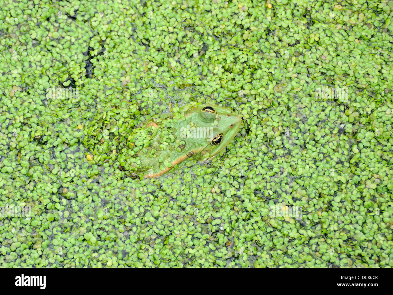 Grasfrosch im Wasserlinsen bedeckt Wasser von einem kleinen Kanal, Vylkovo, Donau-Mündung, Ukraine Stockfoto