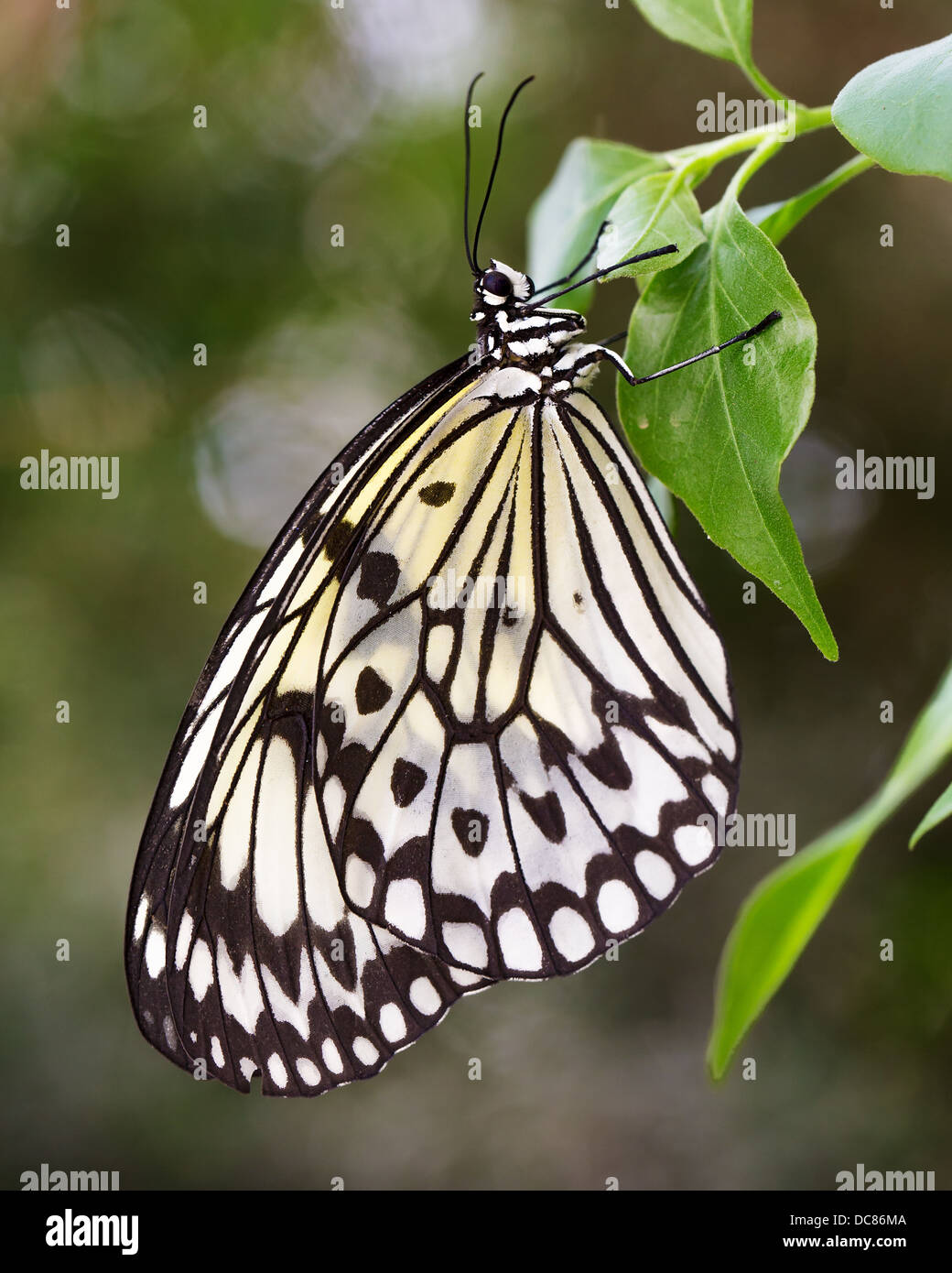 Baumnymphe Schmetterling (Idee Malabarica) ruht auf einem Blatt, ventrale Ansicht Stockfoto