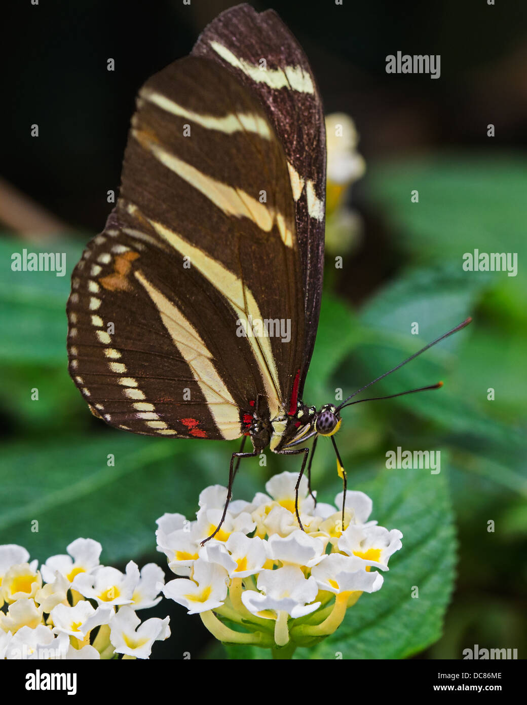 Nahaufnahme von einem Zebra Longwing (Heliconius Charitonius) Schmetterlinge ernähren sich von Nektar. Dies ist der Zustand Schmetterling von Florida. Stockfoto