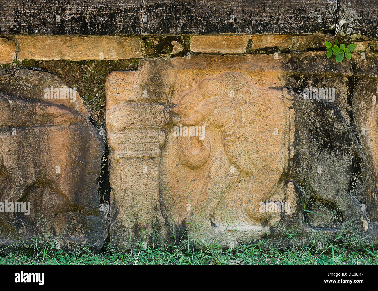 Alten Stein Schnitzen mit Elefanten auf den Ruinen des alten Königreichs Kapitals in Polonnaruwa, Sri Lanka Stockfoto