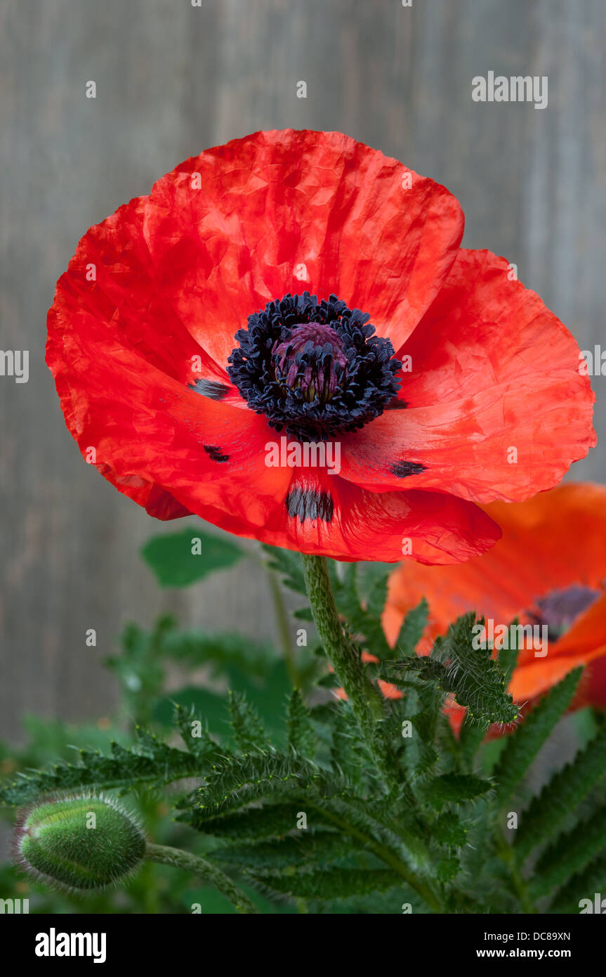 Wilder Mohn Blume große Nahaufnahme voller Blüte rot Blatt Stockfoto