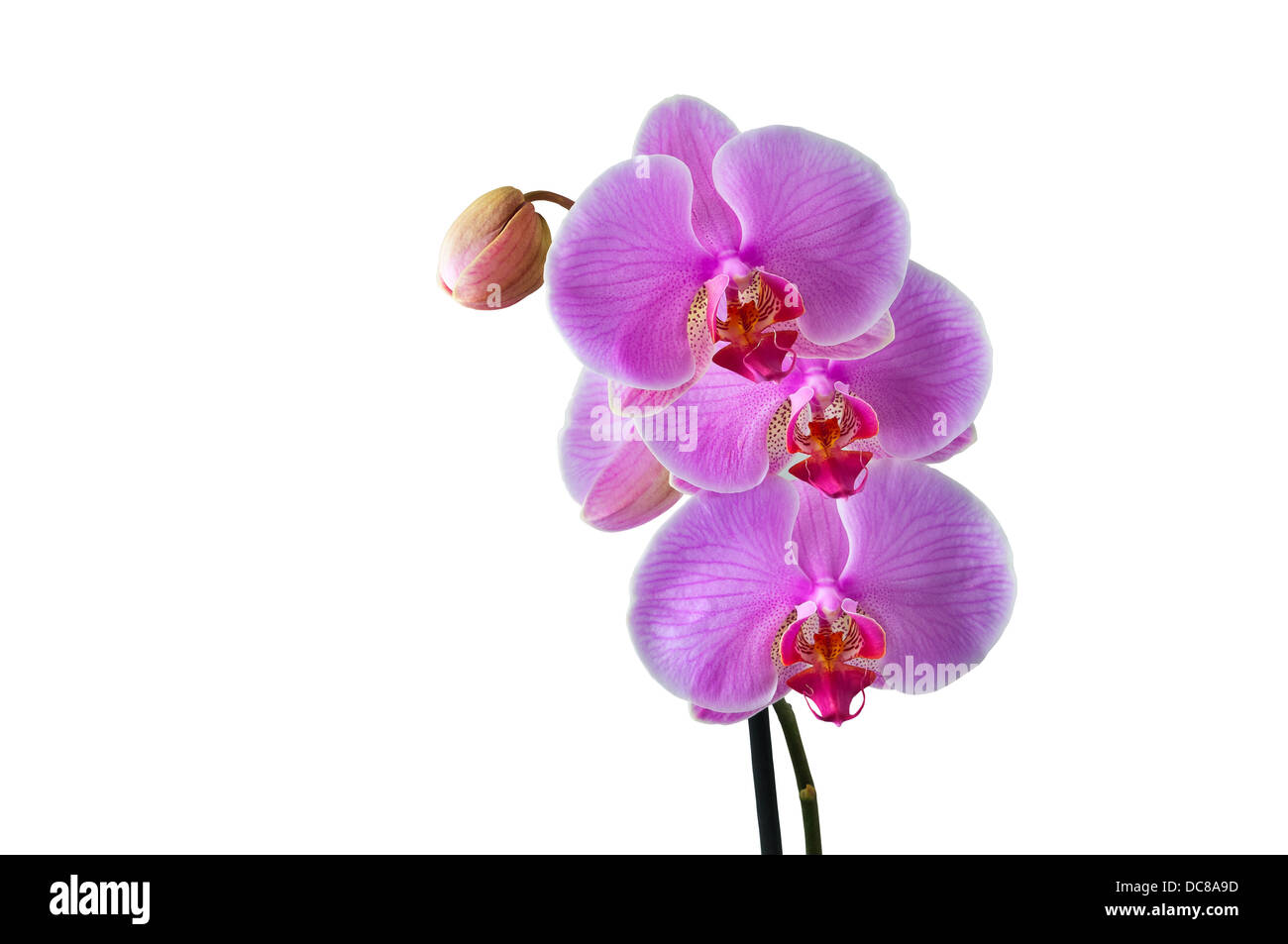 Phalaenopsis - tropische Orchidee vor weißem Hintergrund - Clipping-Pfad Stockfoto