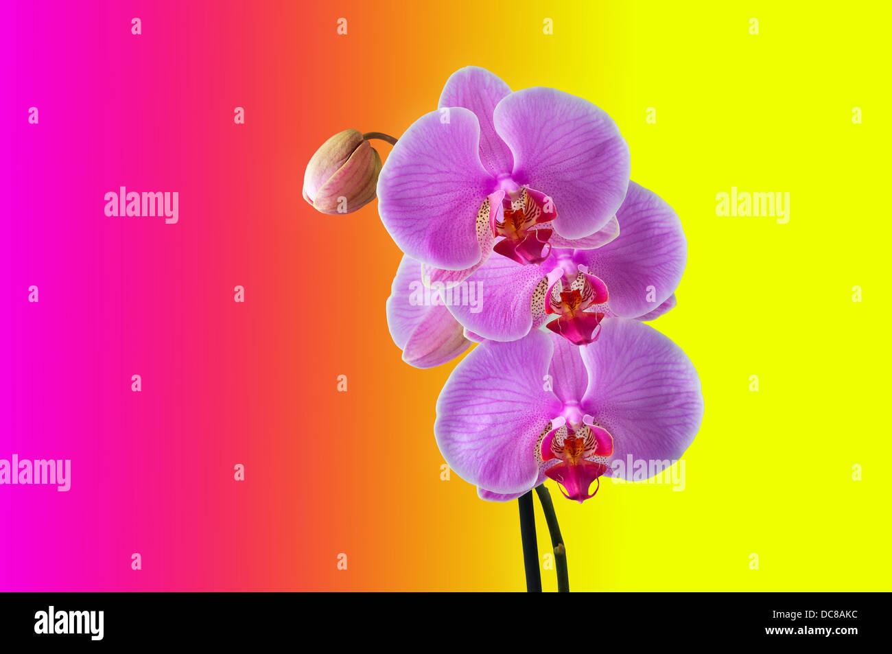 Phalaenopsis - tropische Orchidee gegen Farbe Hintergrund - Clipping-Pfad enthalten Stockfoto