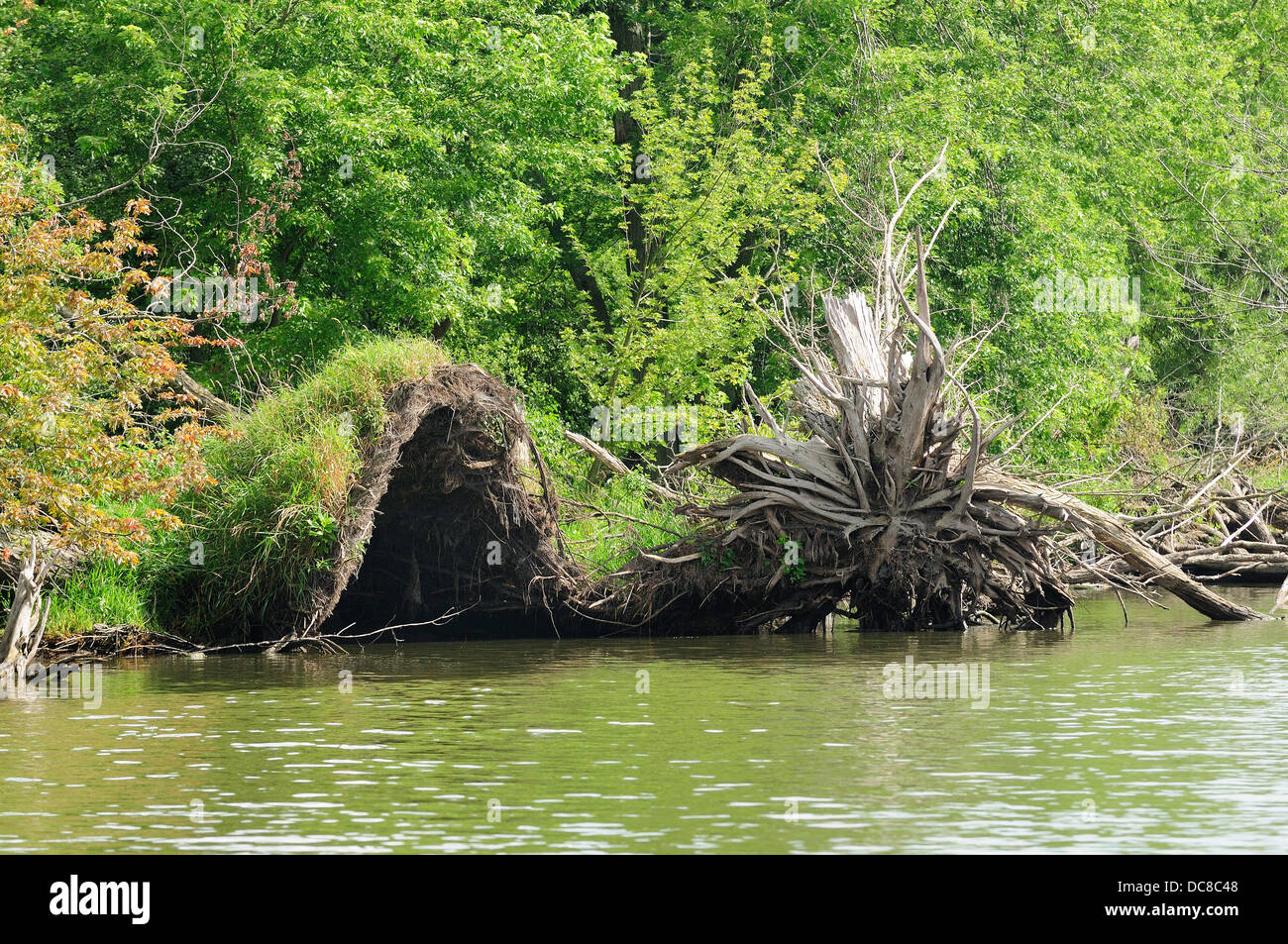 Küstenlinie Baum bis verwurzelt Höhle verlassen. Stockfoto