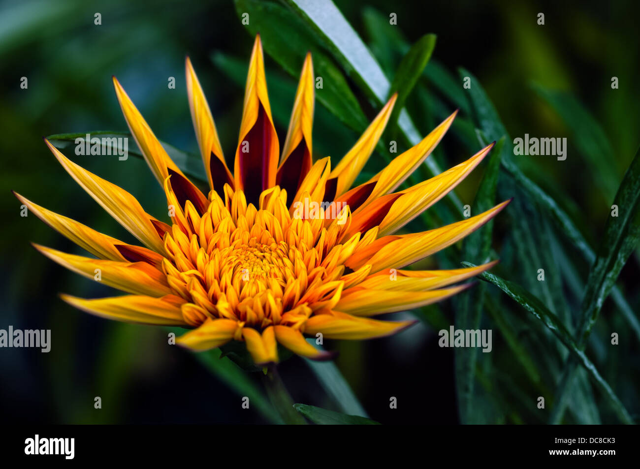 Apache Gazanien - dekorative Blume Stockfoto