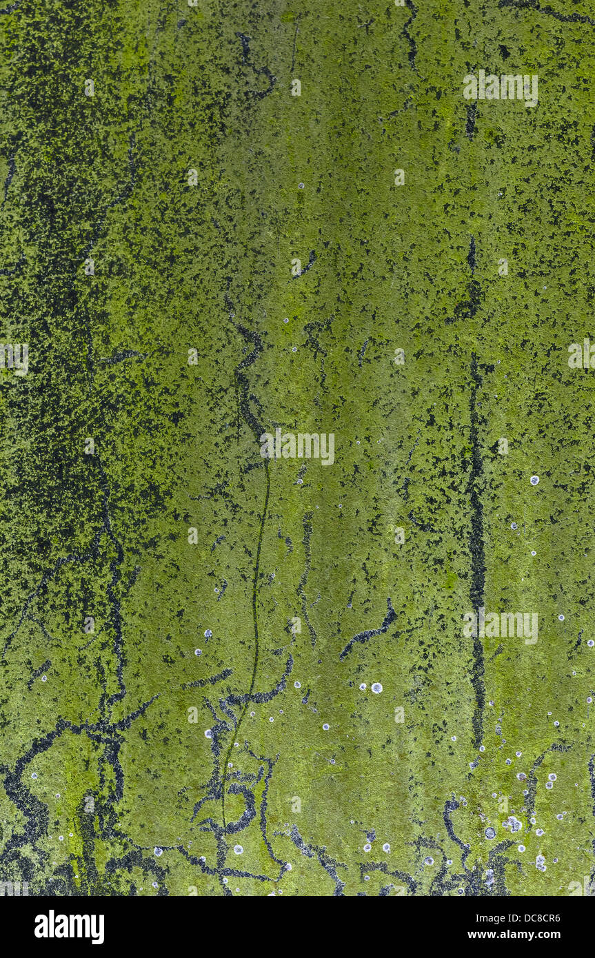 Grünes Moos Textur - moosige Wand im freien Stockfoto
