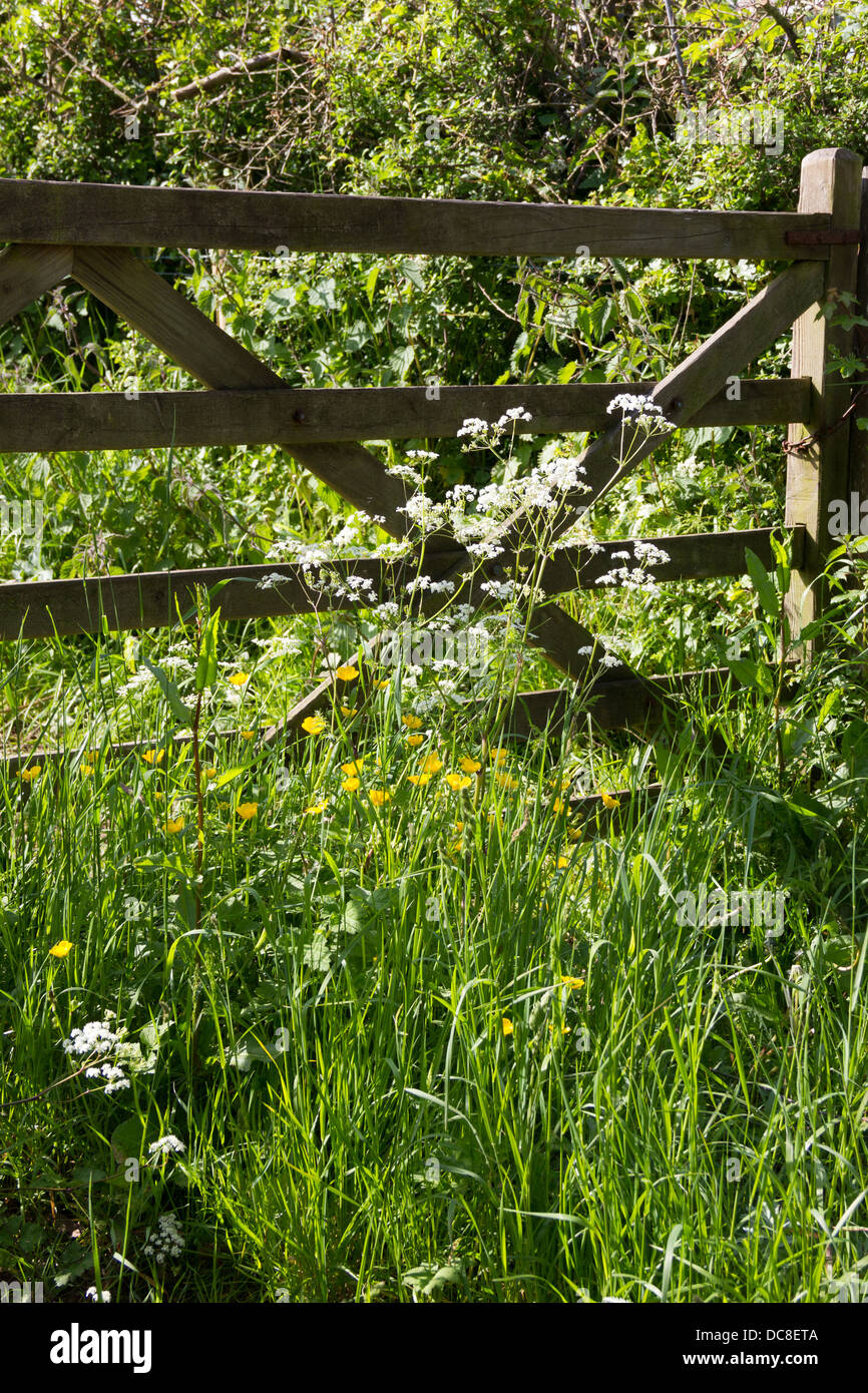 5 bar Tor mit wilden Blumen Stockfoto