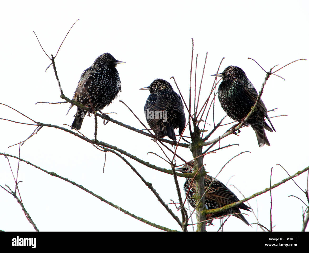 Star (Sturnus Vulgaris) in verschiedenen Jahreszeiten in einem Feld in einem Baum Reifen sammeln Verschachtelung Material & posiert auf einem Mast Stockfoto